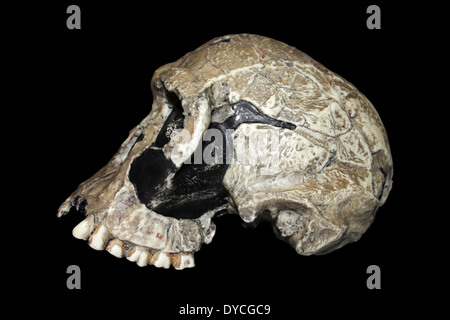 Homo Habilis Schädel KNM-ER 1813 Replica Seitenansicht Stockfoto