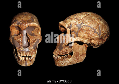 Front und Seite Ansicht von La Ferrassie1 Homo Neanderthalensis Schädel Replica Cast Stockfoto