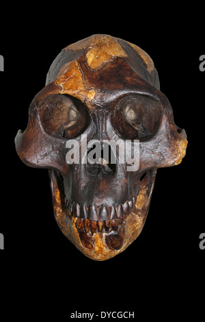 "Lucy" Australopithecus Afarensis Stockfoto