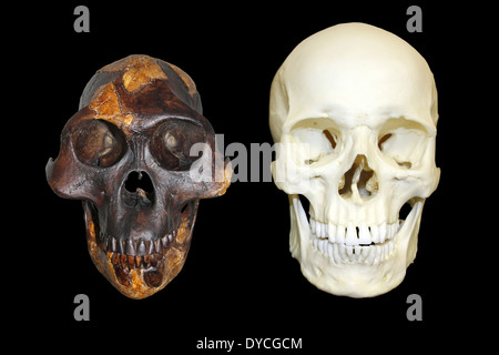 "Lucy" Australopithecus Afarensis Vs Homo Sapiens Stockfoto