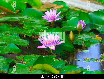 Eine schöne rosa Seerose schwimmt auf dem Teich. Stockfoto