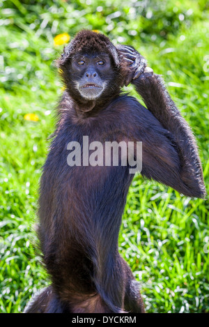 Ateles Geoffroyi Vellerosus Klammeraffe Mittelamerika Stockfoto