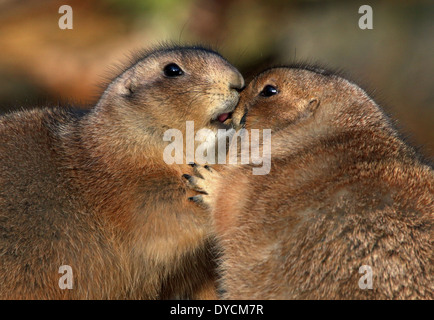 Zwei schwarz-angebundene Präriehunde (Cynomys sich) intim Stockfoto