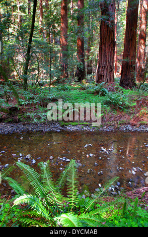 Farne entlang Redwood Creek, Muir Woods National Monument, Marin County, Kalifornien, USA Stockfoto