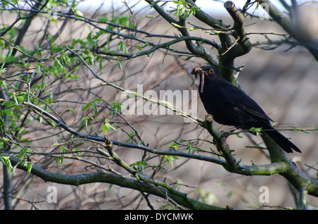 Ein schwarzer Vogel mit einem Schnabel voller Würmer in einem Garten Cumbrian anhalten, bevor er zurück zum Nest, ihre Brut zu ernähren Stockfoto