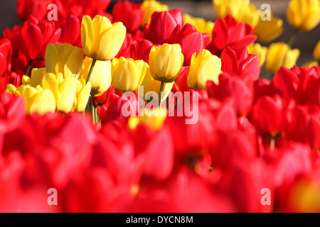 Rote und gelbe Tulpen in voller Blüte Stockfoto