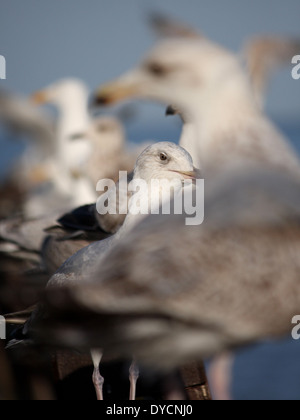 Silbermöwen aufgereiht auf einer Schiene Stockfoto