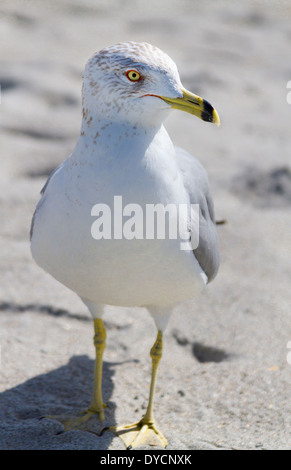 Möwe auf dem sandigen Strand in Cocoa Beach Florida Stockfoto