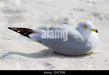 Möwe auf dem sandigen Strand in Cocoa Beach Florida Stockfoto