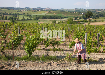 Wonam arbeiten in den Weinbergen, Rosignano Monferrato, Monferrato, Piemont, Italien, Europa Stockfoto