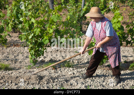 Wonam arbeiten in den Weinbergen, Rosignano Monferrato, Monferrato, Piemont, Italien, Europa Stockfoto