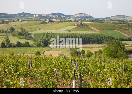 Weinberge in Rosignano Monferrato, Monferrato, Piemont, Italien, Europa Stockfoto