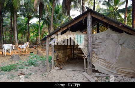 Kühe auf einer kleinen Farm halten neben dem Tierheim mit scrim-Wände zu helfen mosquitoe Angriff in der Nacht in O Sra Lav Dorf in Battambang, Kambodscha stoppen Stockfoto