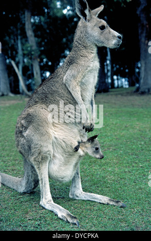 Ein australischer Babykänguru steckt seinen Kopf aus dem Beutel seiner Mutter, wo die Joey genährt und geschützt, bis es reift. Stockfoto