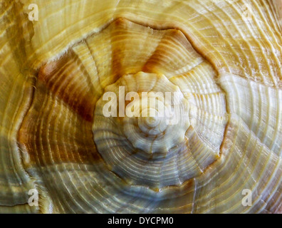Mutter Natur zeigt ihre Kunstwerke am Ende dieser Blitz Wellhornschnecke Muschel aus dem Golf von Mexiko in Florida, USA gefunden. Stockfoto