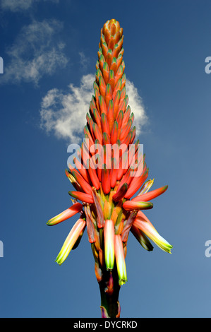 Aloe Arborescens "Compton" Stockfoto