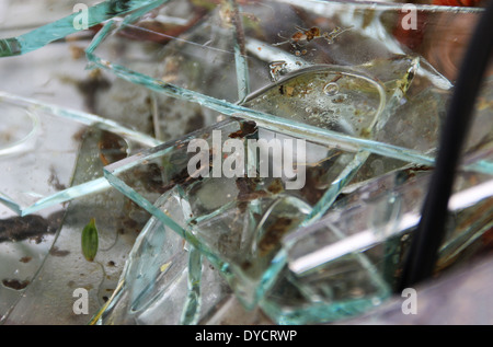 Sturm beschädigte Gewächshaus Stockfoto
