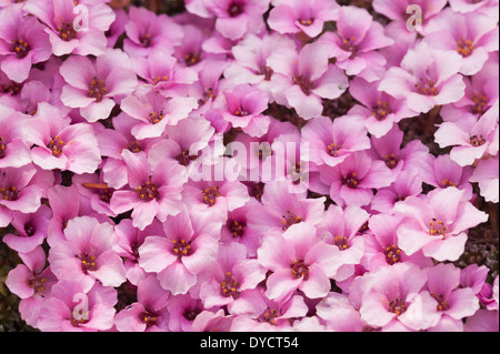 Alpine lila Steinbrech winzige rosa Blüten schaffen einen Mikro Teppich der Blüte im Frühjahr Stockfoto