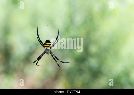 Argiope sp. Spinne aus Südkorea in der Nähe Yeosu in seiner Spinnennetz Stockfoto