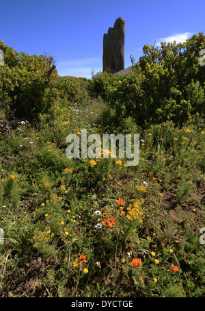 Eine Felsformation unter den Fynbos des West Coast National Park, Provinz Westkap, Südafrika. Stockfoto