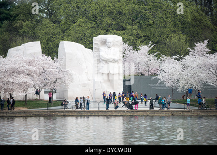 WASHINGTON DC – Kirschblüten in Spitzenblüte bilden den Rahmen für den Martin Luther King Jr. Gedenkstätte entlang des Gezeitenbeckens. Die 30 Meter hohe Skulptur „Stone of Hope“ des Gedenkwerks, die Dr. King aus Granit zeigt, ist über dem Wasser unter den blühenden Bäumen sichtbar. Besucher treffen sich während der beliebten Frühlingssaison in der Hauptstadt der USA. Stockfoto