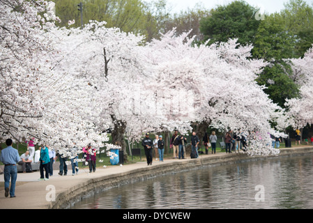 Die berühmten Kirschblüten um die Tidal Basin in Washington, D.C. brach in voller Blüte. Stockfoto