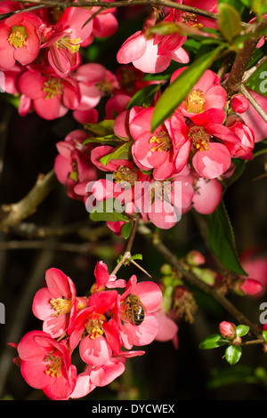 Blumen des hybriden japanische Quitte, Chaenomeles X superba "Pink Lady" Stockfoto