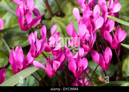 Massierten Blumen des Frühlings-Alpenveilchen, Cylamen Repandum, in einen schattierten Rahmen unter Laubbäume Stockfoto