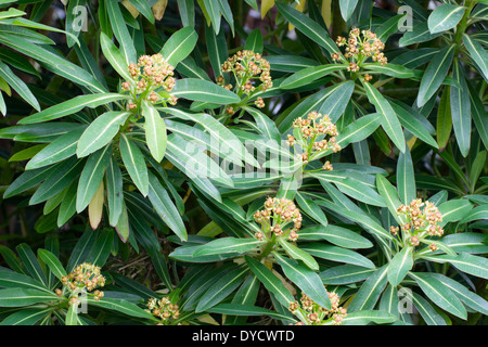 Blüten und Laub der Honigbusch, Euphorbia mellifera Stockfoto