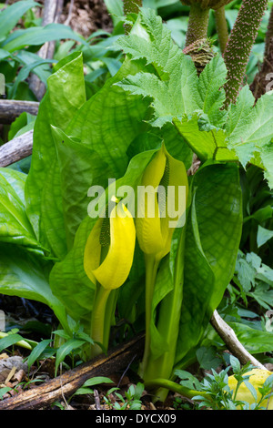 Gelbe Spathes und emergent Laub des westlichen Skunk Kohls, Lysichiton americanus Stockfoto