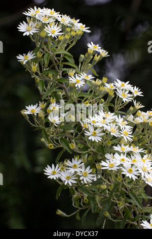 White Daisy Blumen von der viktorianischen Snowbush Olearia stellulata Stockfoto