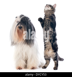 Tibet Terrier und Katze vor weißem Hintergrund Stockfoto