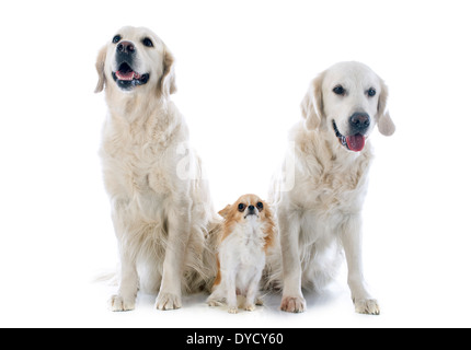 reinrassige golden Retriever und Chihuahua vor einem weißen Hintergrund Stockfoto