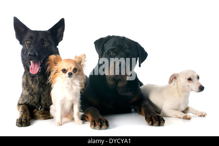 Porträt eines Holland Shepherd, Chihuahua, Rottweiler und Jack Russel Terrier in einem Studio Stockfoto