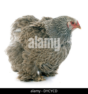 Brahma Huhn vor weißem Hintergrund Stockfoto