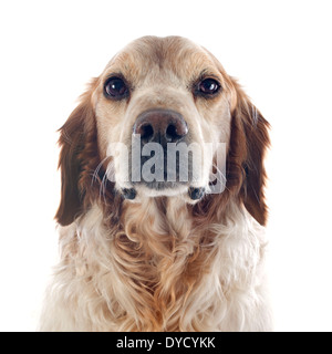 Porträt von einem Brittany Spaniel vor weißem Hintergrund Stockfoto