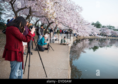 WASHINGTON DC, USA - Washington DC Kirschblüten: 13. April 2014 Stockfoto