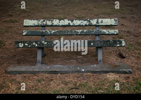 Parkbank unter einer Tanne in Auckland, Neuseeland. Stockfoto