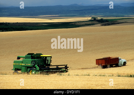 Ernte von Gerste in östlichen Idaho Stockfoto