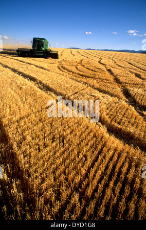 Ernte von Gerste in östlichen Idaho Stockfoto