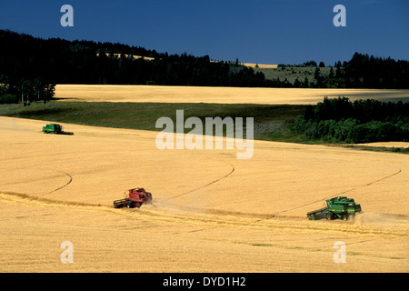 Ernte von Gerste in östlichen Idaho Stockfoto