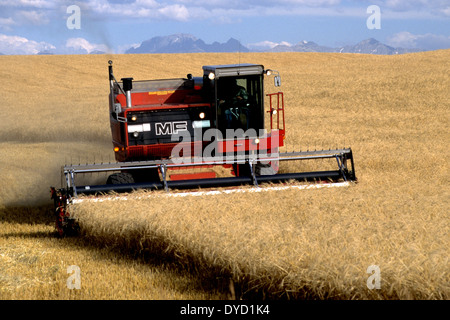 Ernte von Gerste im Osten von Idaho mit den Teton Mountains in Wyoming im Hintergrund Stockfoto