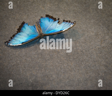 Ein blauer Schmetterling ist schön trotz seiner zerrissenen, gebrochene Flügel zeigen, können wir noch schön sein trotz Unvollkommenheiten. Stockfoto