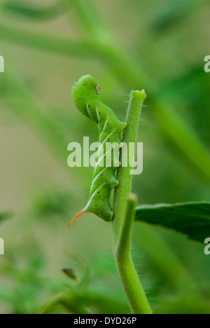 Eine grüne Hornworm frisst die Blätter eine Tomatenpflanze in einem Hinterhofgarten Stockfoto