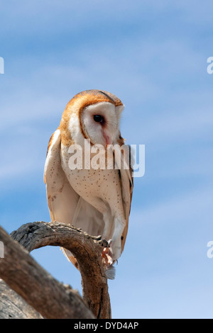Schleiereule (Tyto Alba) Stockfoto