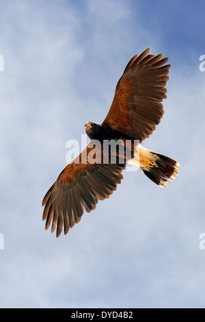 Wüstenbussard (Parabuteo Unicinctus) Stockfoto