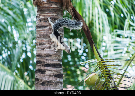 Weiß und schwarz bunt Eichhörnchen in einer Kokosnuss-Palme in Costa Rica Stockfoto