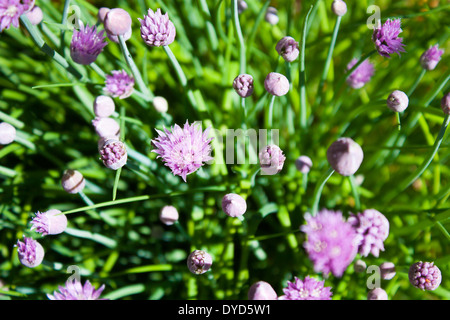 lila Knospen und Blumen Kopf schießen in Richtung der Sonne in diesem dichten Busch Schnittlauch Stockfoto
