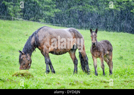 Ein Pferd und ein Fohlen im Regen Stockfoto