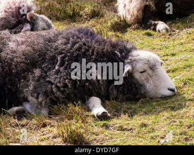 Schlafen schwarz-weiß Herdwick Schafe auf Rasen, Lake District, England, UK Stockfoto